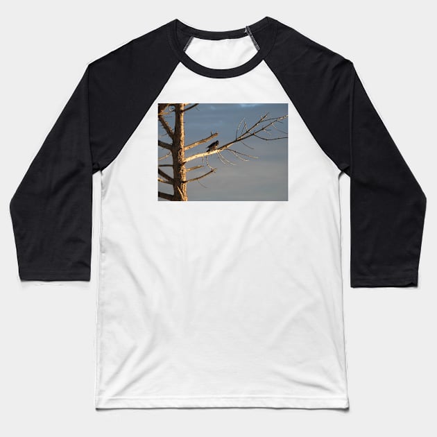 Crow on the dry tree Baseball T-Shirt by Parafull